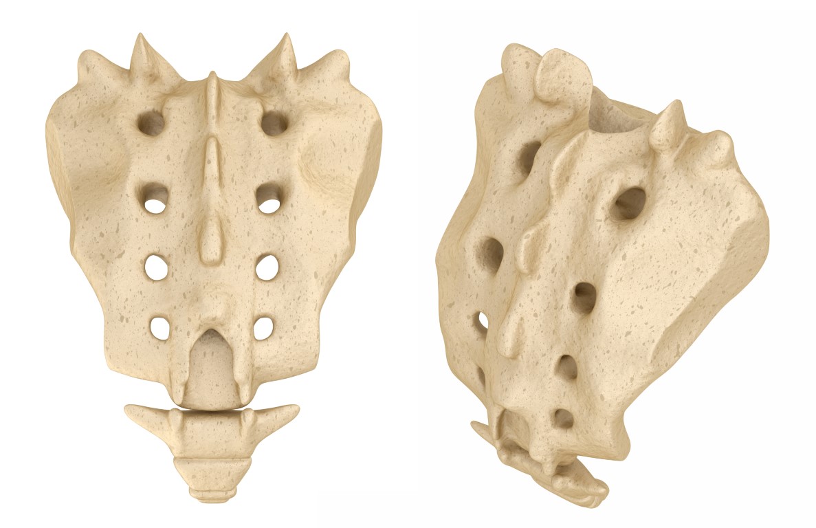 Vue en 3D de l'os du sacrum