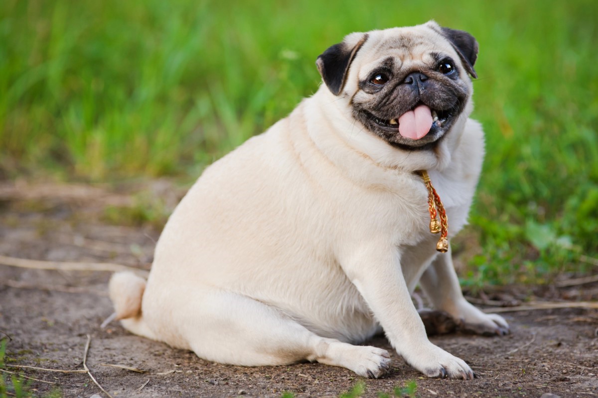Chiens en surpoids : un problème pour eux… et pour votre colonne vertébrale !