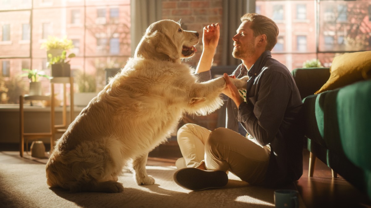 Chiens en surpoids : un problème pour eux… et pour votre colonne vertébrale !